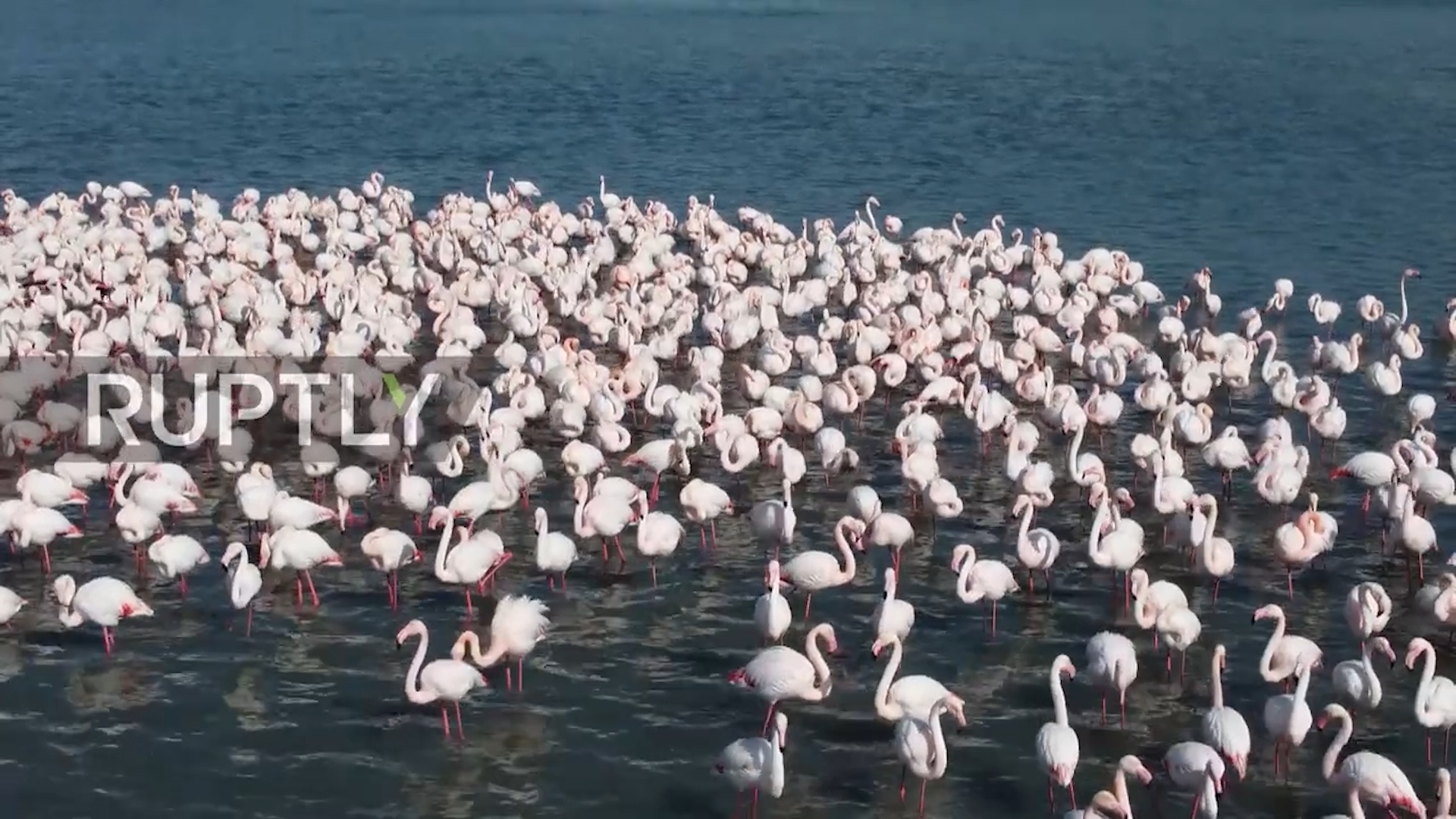 Hong hac quay lai tai ho Karakol hinh anh