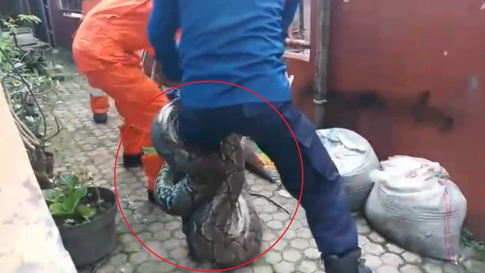 Bat duoc tran nang 60 kg trong chuong ga o Indonesia hinh anh