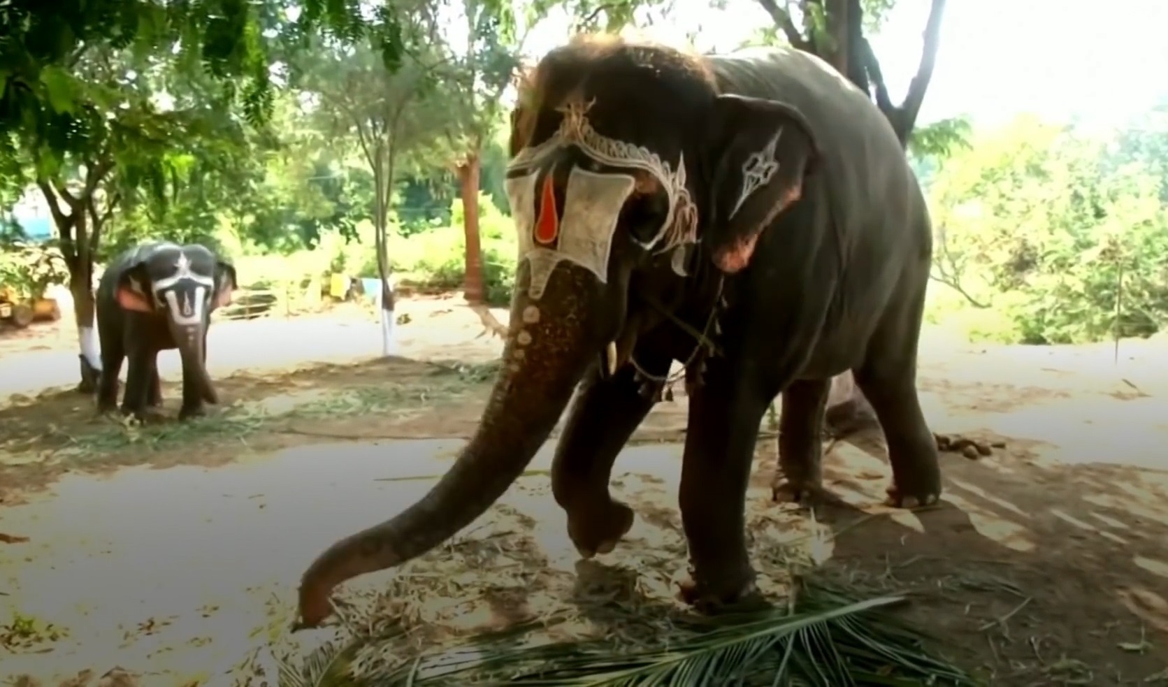 'Trai thu gian' cho voi dau tien o An Do hinh anh