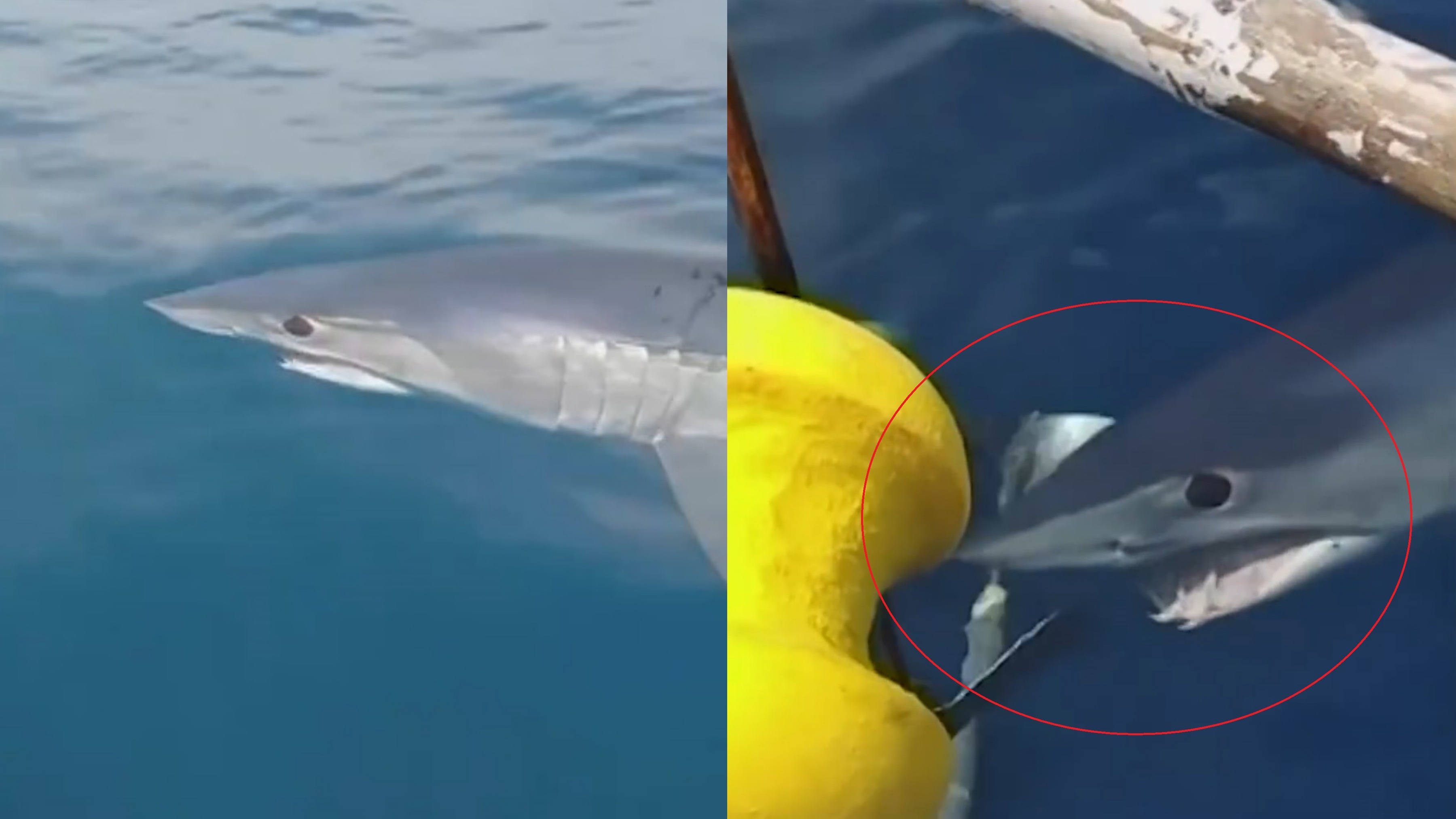 Ca map lao lien tuc vao thuyen ngu dan hinh anh