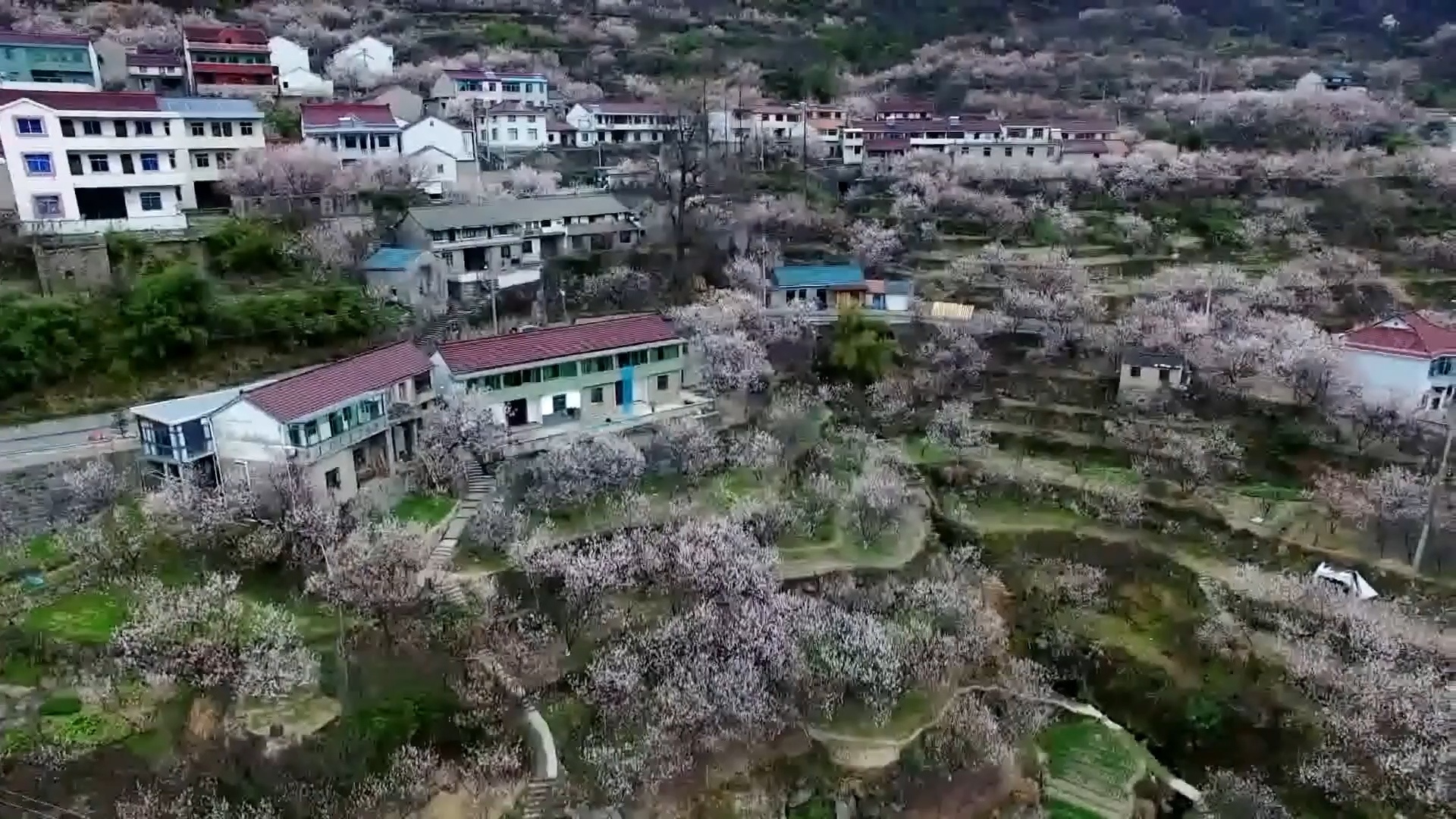 Hoa anh dao no ro o Trung Quoc hinh anh