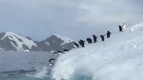 Chim canh cut dua nhau nhay xuong bien tu tang bang troi hinh anh