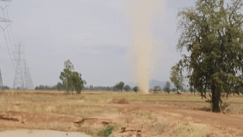 Voi rong xuat hien tren canh dong o Thai Lan hinh anh