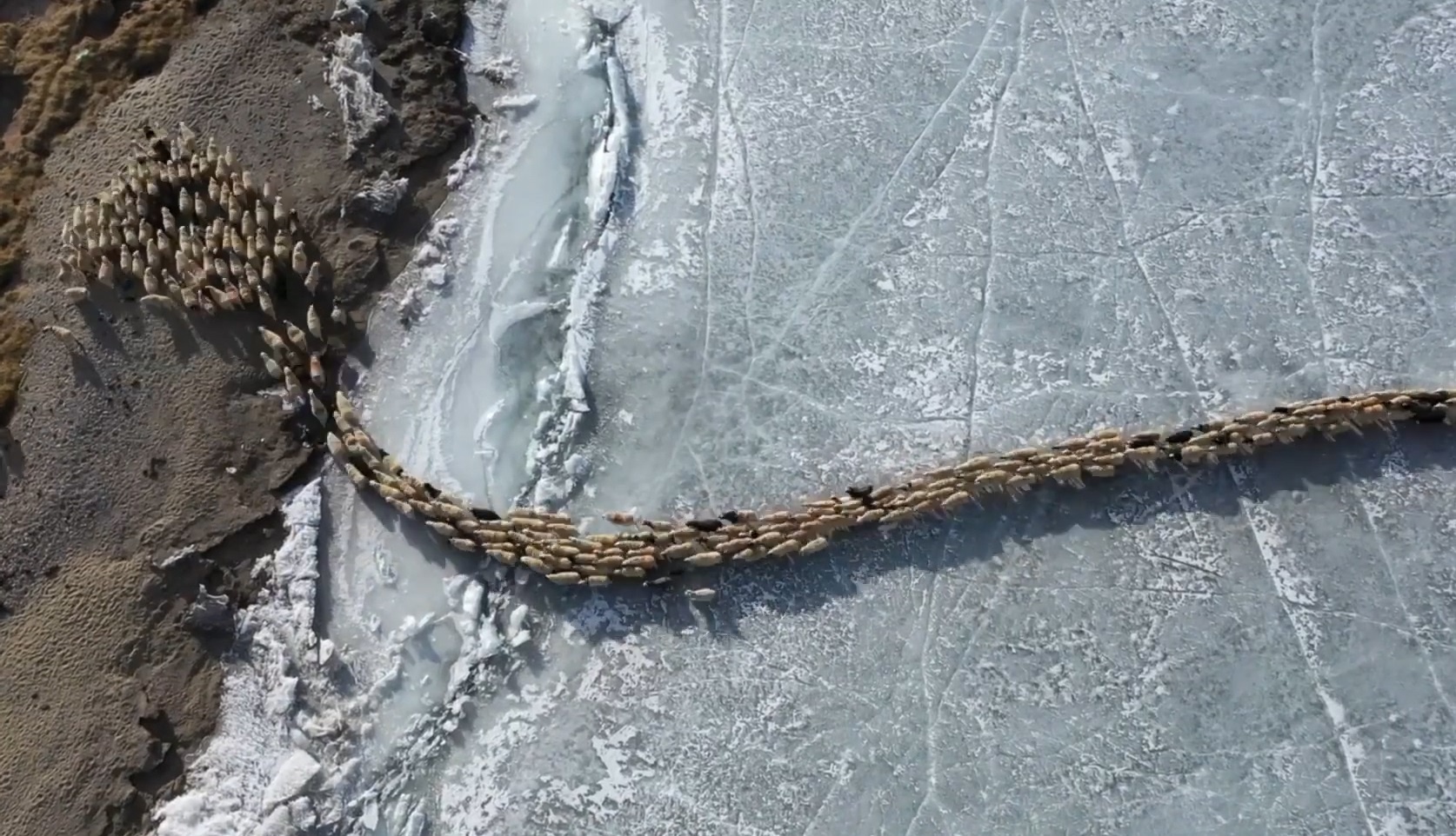 Hang nghin con cuu di qua ho bang o Tay Tang hinh anh