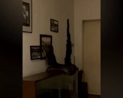 Tran leo vao nha o Thai Lan hinh anh