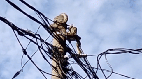 Con tran khong lo bi vuong tren duong day dien hinh anh