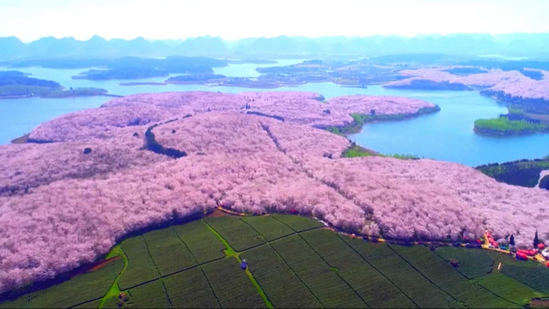 Canh 700.000 cay hoa anh dao no ro o Trung Quoc hinh anh