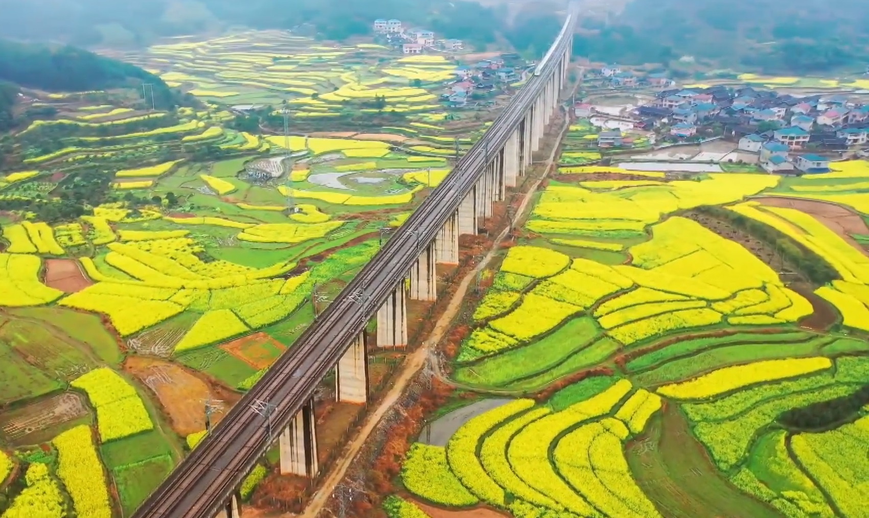 Mua hoa cai dau no ro o Trung Quoc hinh anh