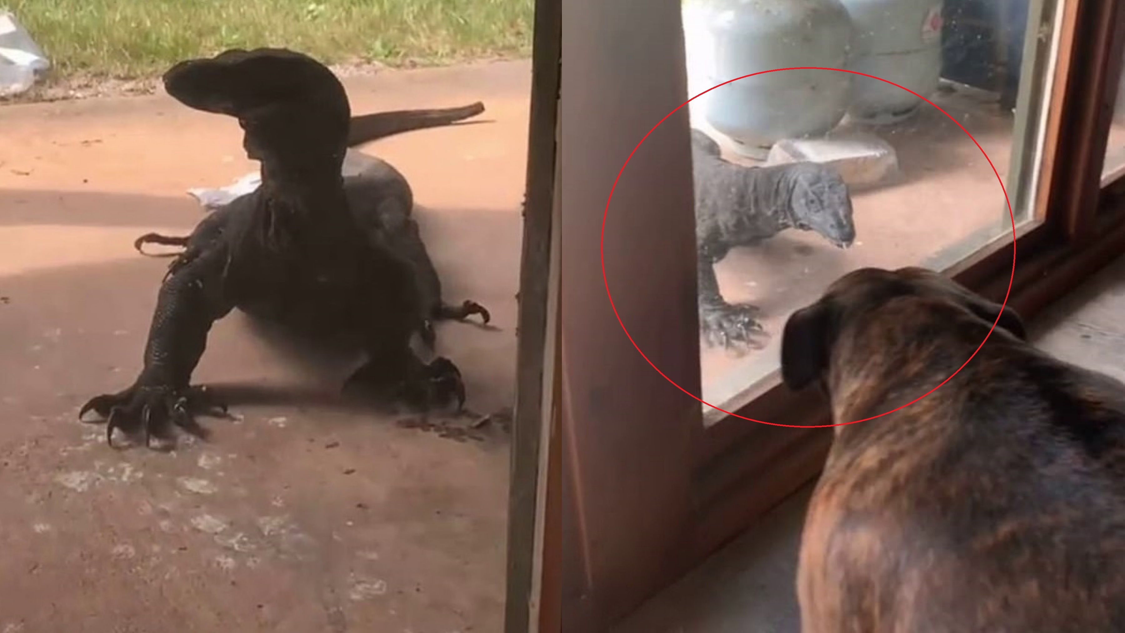 Than lan dai gan 3 m go cua nha dan o Australia hinh anh