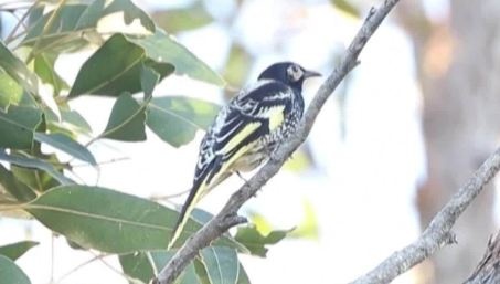 Chim an mat dang mat dan tieng hot hinh anh