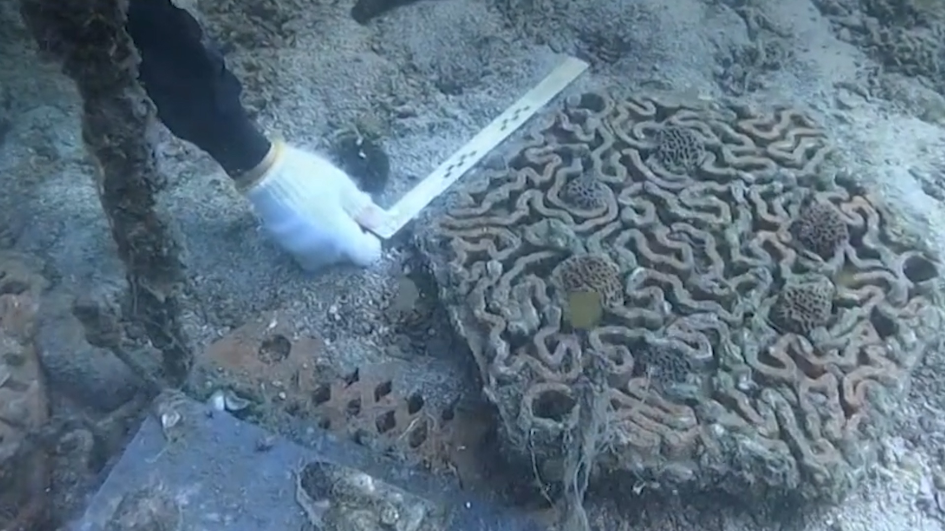 Hong Kong bao ve ran san ho bang cong nghe in 3D hinh anh