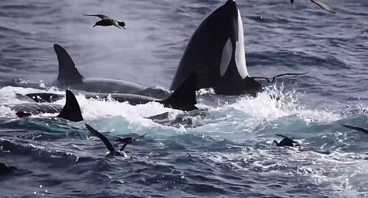 Ca voi xanh bi 75 con ca voi sat thu ha guc ngoai khoi Australia hinh anh