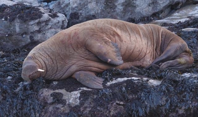 Hai ma Bac Cuc duoc phat hien tren bo bien xu Wales hinh anh