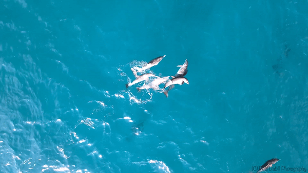 Dan ca heo choi dua giua lan nuoc xanh o My hinh anh