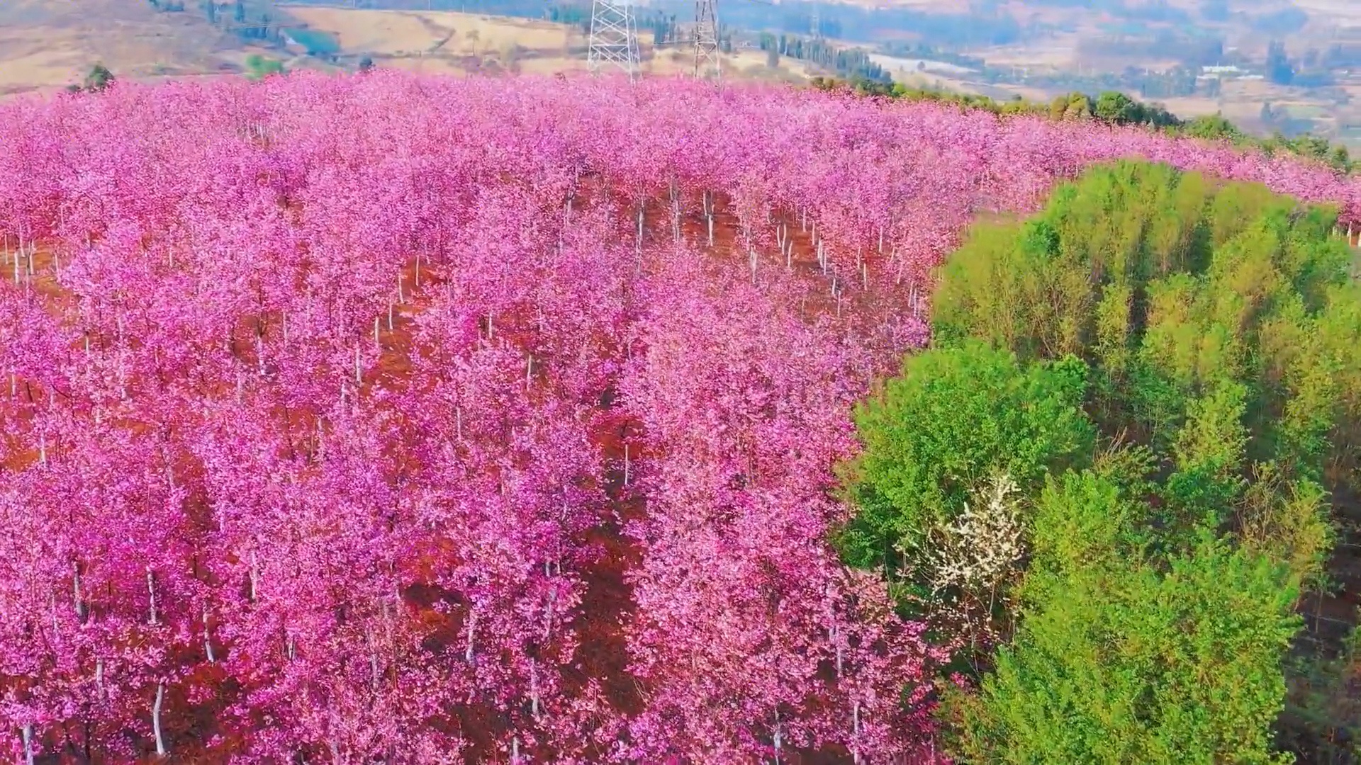 Rung hoa anh dao rong 2,7 trieu met vuong no ro o Trung Quoc hinh anh