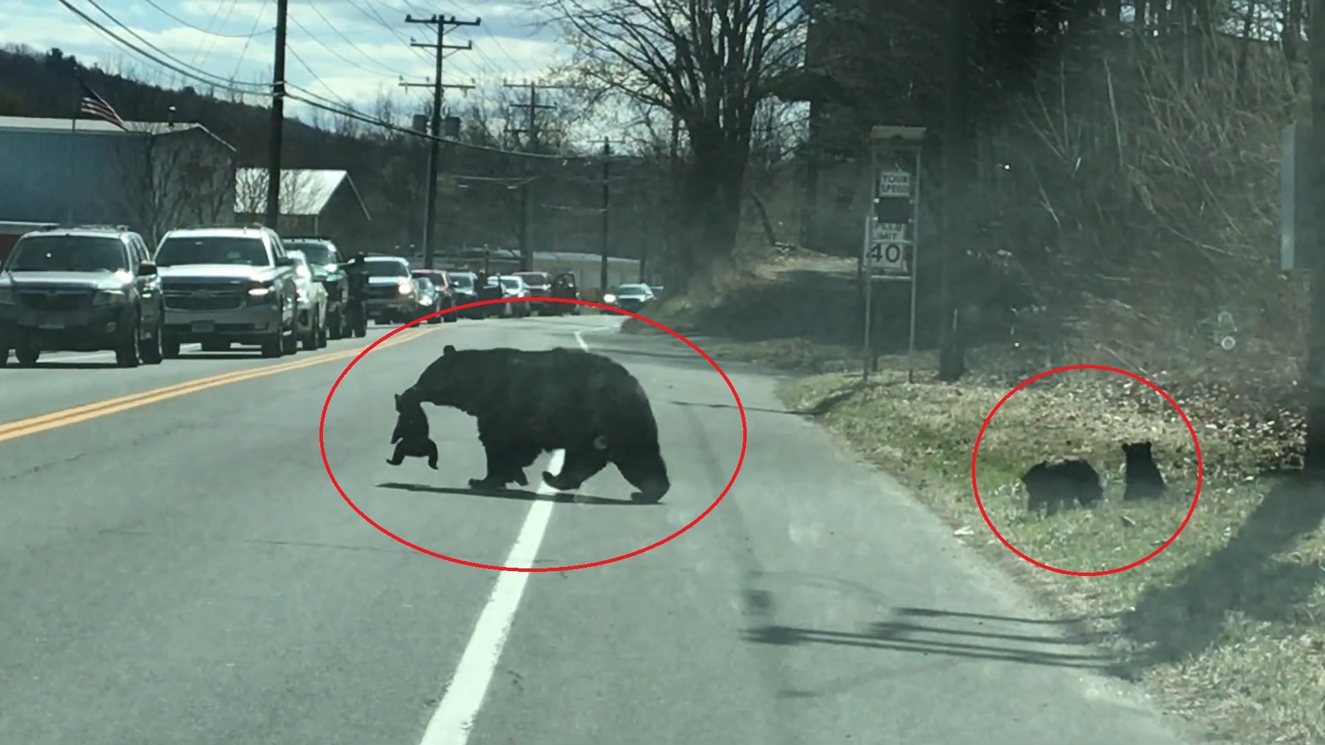 Doan xe dung lai cho gau me tha 4 con sang duong hinh anh