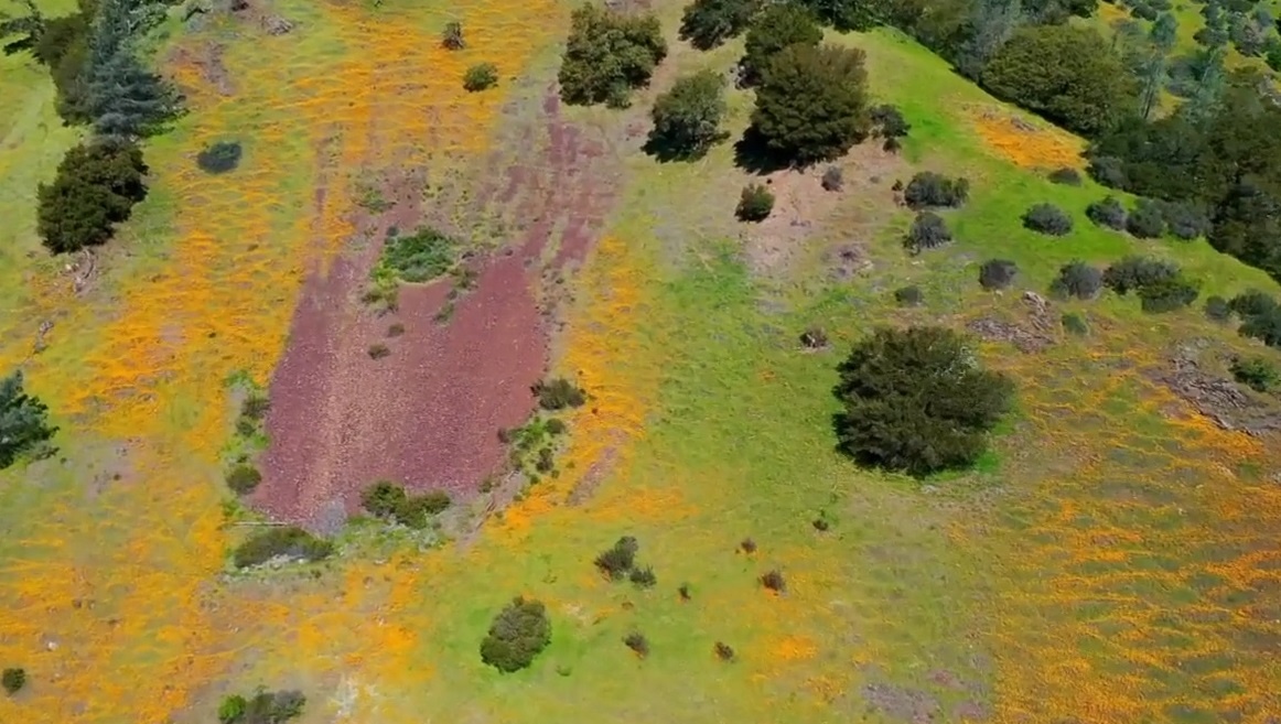 Thung lung hoa dai nhieu mau sac o California hinh anh