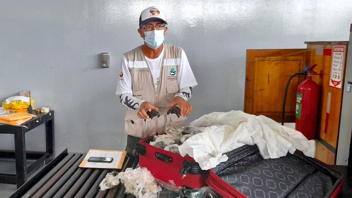 Phat hien 185 con rua trong vali o san bay Ecuador hinh anh