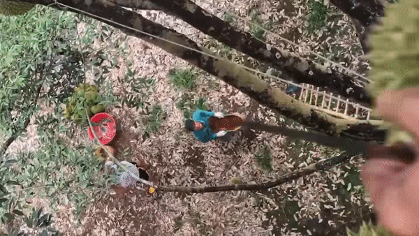 Man phoi hop thu hoach sau rieng tu tren cay cao hinh anh