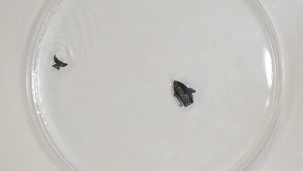 Robot ca tu gan lien khi bi cat doi hinh anh