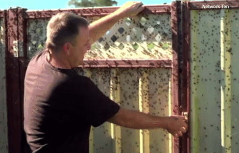 Hang nghin con nhen tran vao cac trang trai o Australia hinh anh