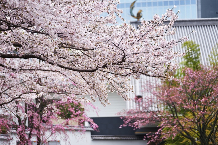 Nhat Ban don hoa anh dao som nhat trong hon 1.200 nam hinh anh