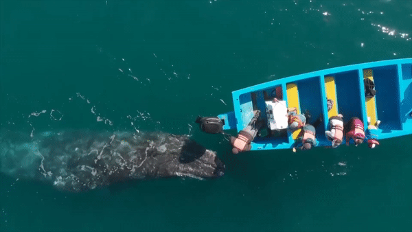 Ca voi xam boi canh thuyen khach tham quan o Mexico hinh anh