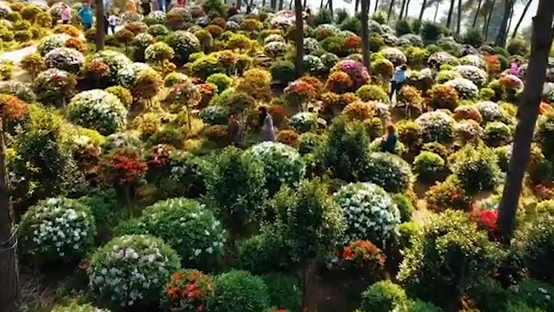 Hang tram mau hoa do quyen no ro tren nui o Trung Quoc hinh anh