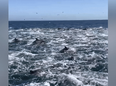 Hang chuc con ca heo boi doc bo bien o My hinh anh