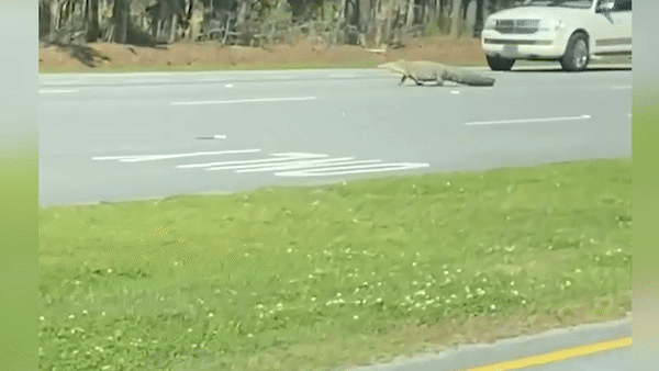 Ca sau 'ung dung' bang qua duong o My hinh anh