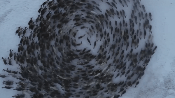 Drone ghi canh dan tuan loc chay hinh 'loc xoay' hinh anh