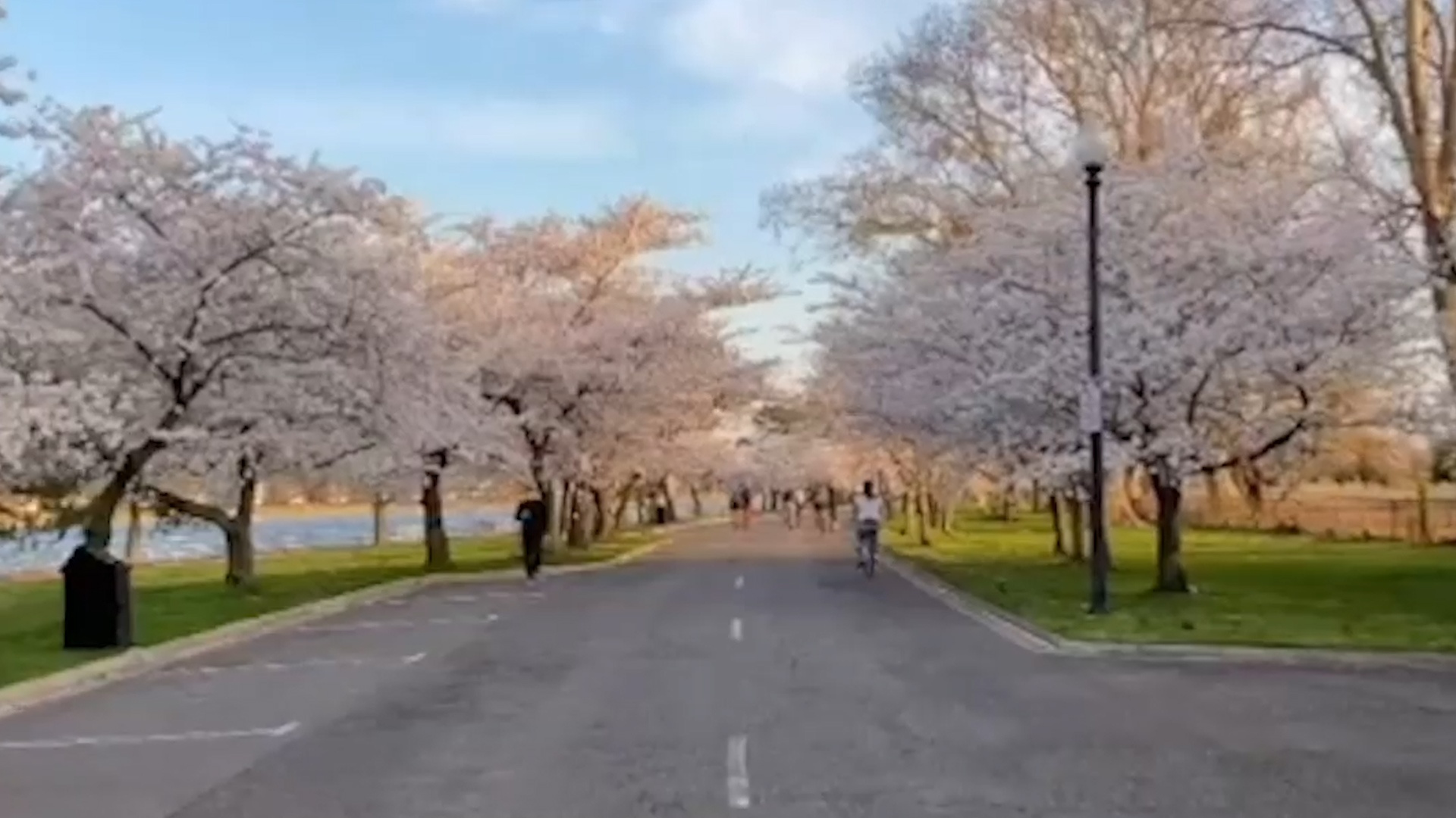 Hang cay hoa anh dao no ro o Washington hinh anh