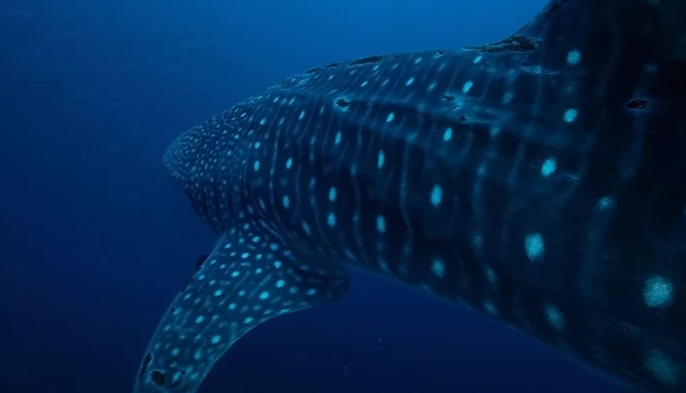 Tho lan ghi hinh can canh ca map voi hinh anh