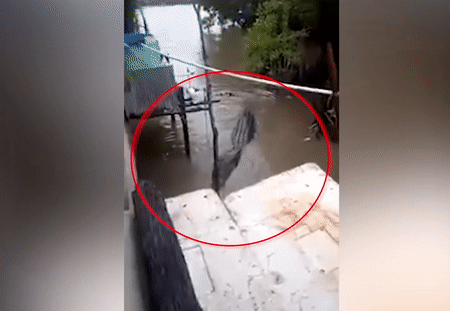 Ca sau khong lo xuat hien trong tran lu o Dong Timor hinh anh