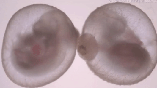 Phoi nguoi co the phat trien trong ong nghiem trong tuong lai hinh anh