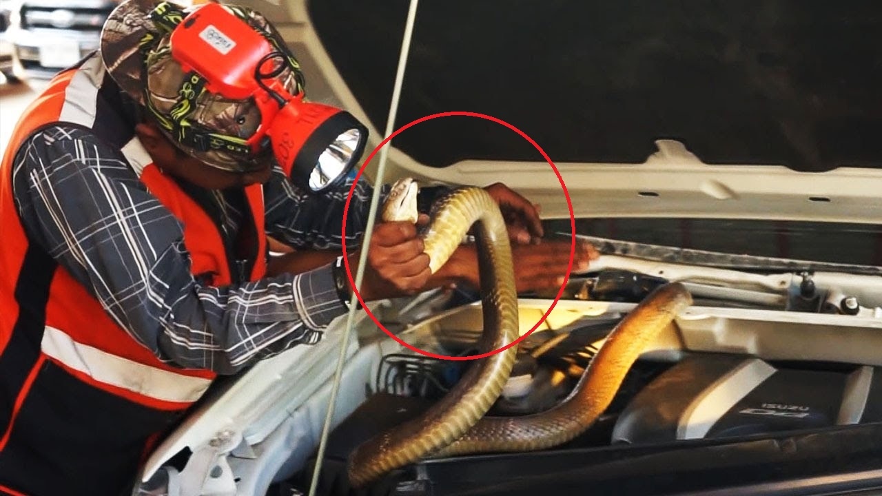 Ran ho mang dai 3 m tron trong dong co xe hinh anh