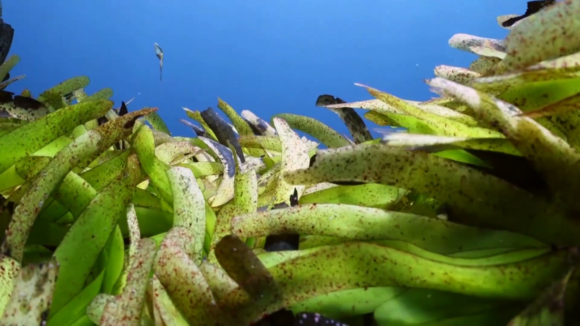 Doan phim hiem ve dong co bien lon nhat the gioi hinh anh