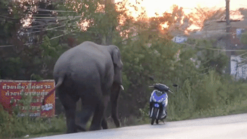 Voi dap do xe may tren duong o Thai Lan hinh anh