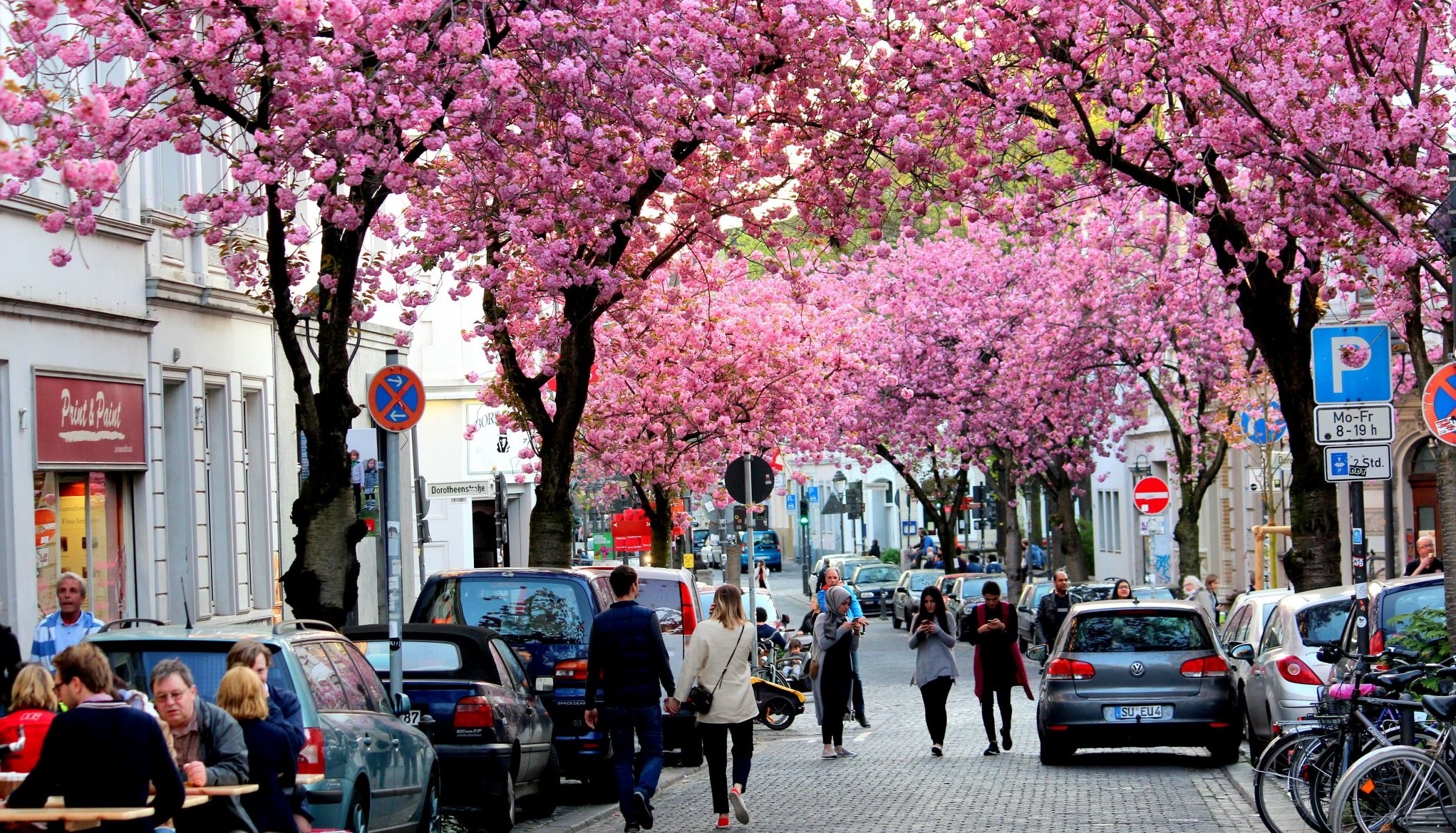 Hoa anh dao no ro tren cac con pho o Bonn, Duc hinh anh