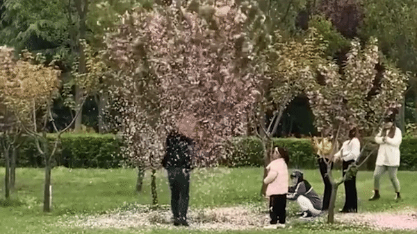 Du khach Trung Quoc rung rung hoa anh dao de chup anh hinh anh