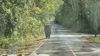 Tai xe oto dung tim khi gap voi tren duong hinh anh