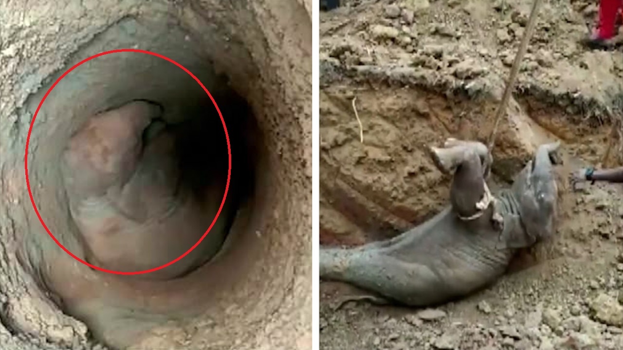 Giai cuu voi con bi roi xuong gieng sau o An Do hinh anh