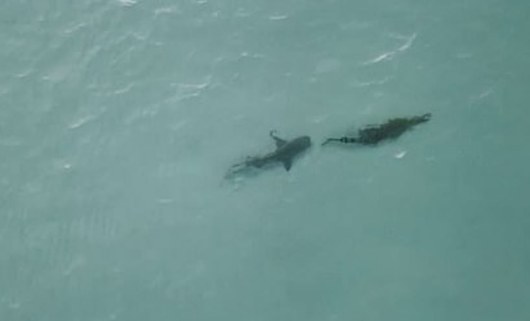 Ca map von quanh ca sau tren bien o Australia hinh anh