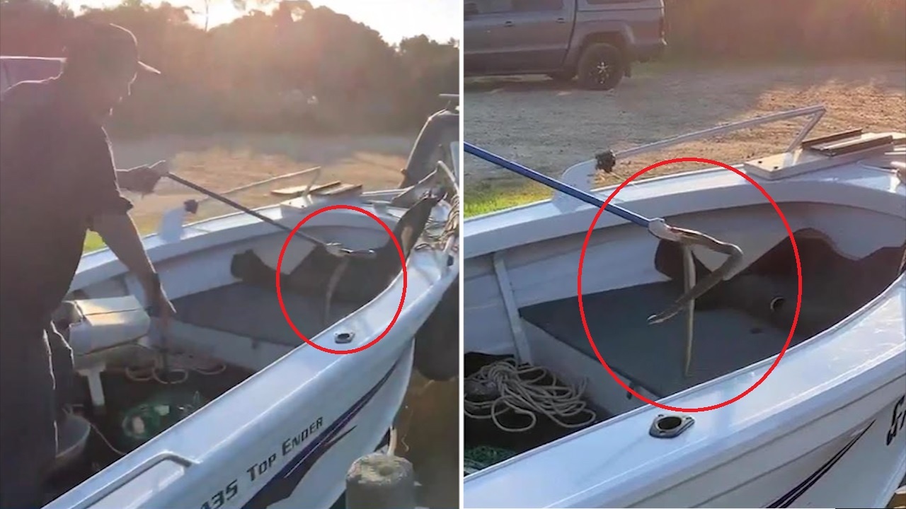 Bat ngo phat hien ran ho mang sat ben chan hinh anh