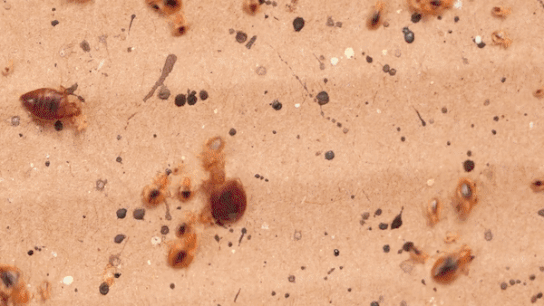 Se ra sao neu rep giuong co kich co bang con nguoi? hinh anh