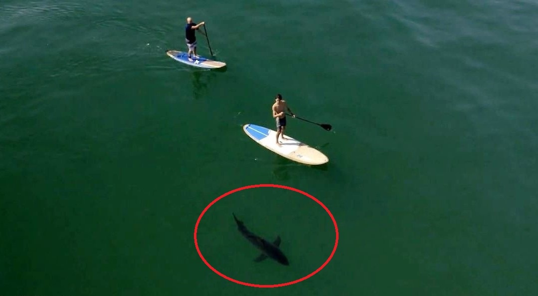 Ca map trang vay quanh du khach o bai bien My hinh anh