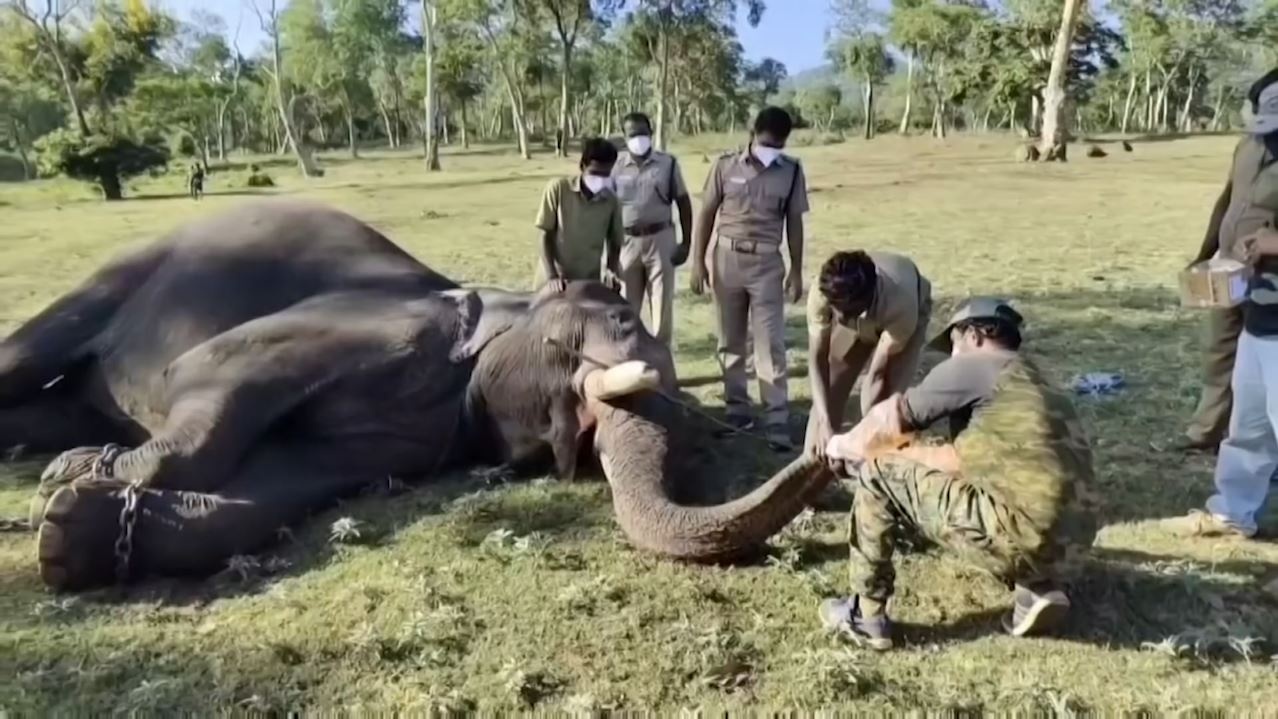 Dan voi An Do bi nghi mac Covid-19 hinh anh