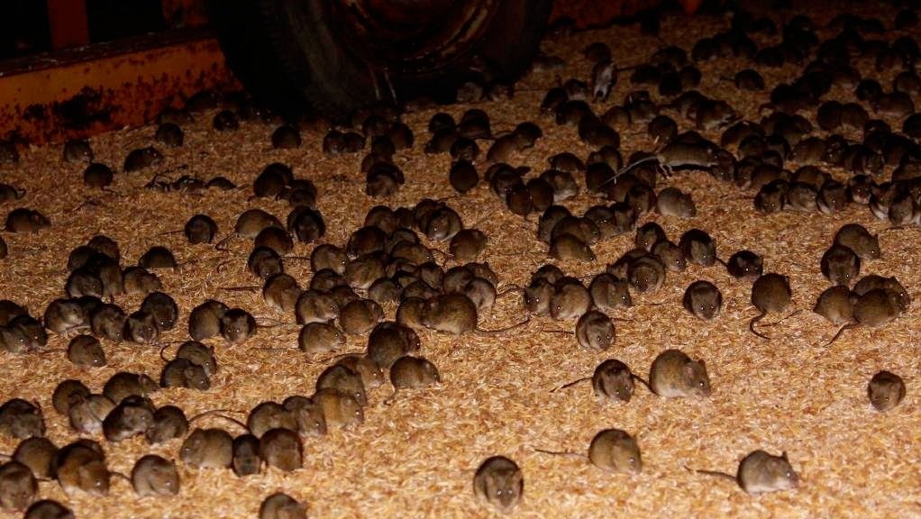 Dat bay mot dem, bat khoang 500 con chuot o Australia hinh anh