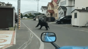 Gau hung han lao vao thanh pho o Nhat Ban hinh anh