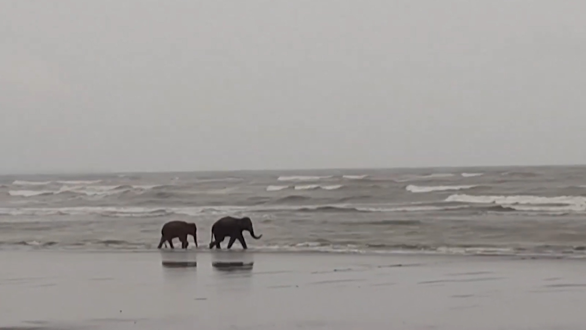 Giai cuu 2 con voi lac dan di tu Myanmar den Bangladesh hinh anh